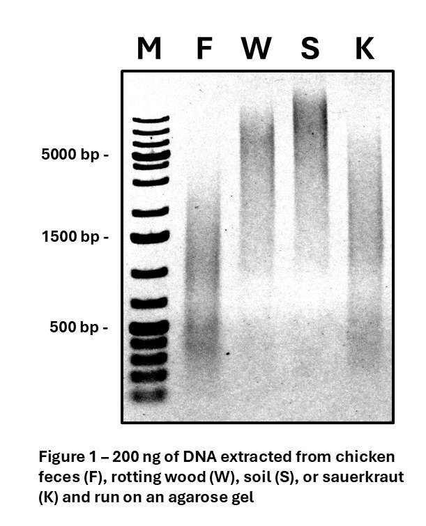 Figure 1 - An agarose gel image showing the results of running 200 ng of purified DNA from Chicken feces, rotting wood, soil, and sauerkraut.