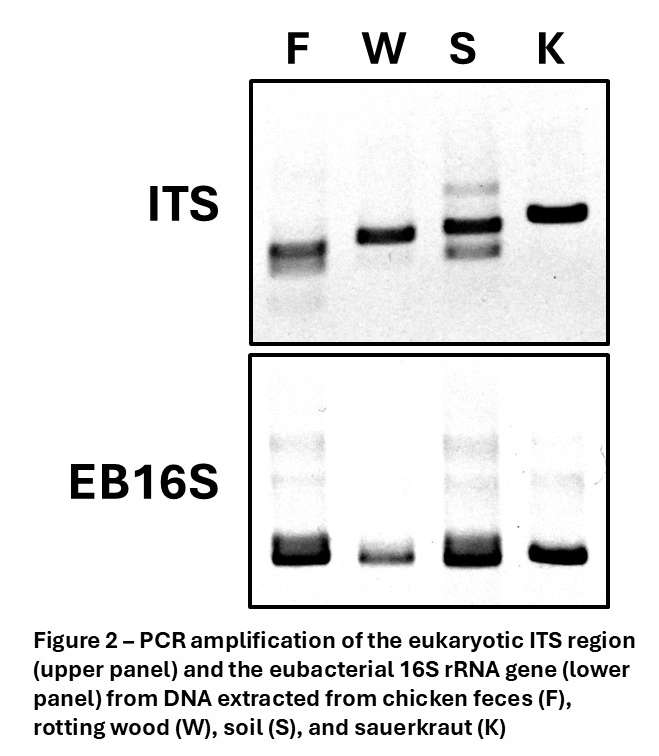 Figure 2 - The results of running PCR reactions containing DNA extracted from Chicken feces, rotting wood, soil, or sauerkraut and either ITS or EB16S barcoding primers. The gels show abundant PCR products in all reactions. 