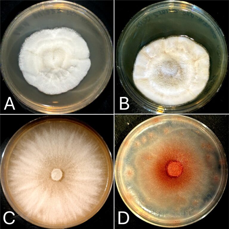 Masquerading molds – The importance of genotyping for fungal identification